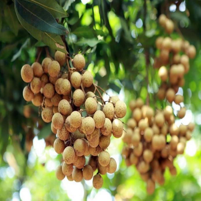 COMBO 2 Cây giống nhãn lồng