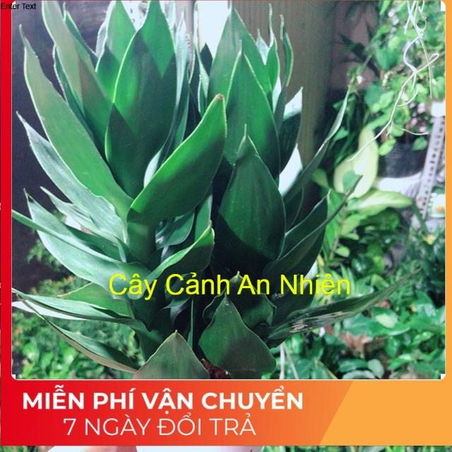 Chậu Cây Phát Tài Búp Sen
