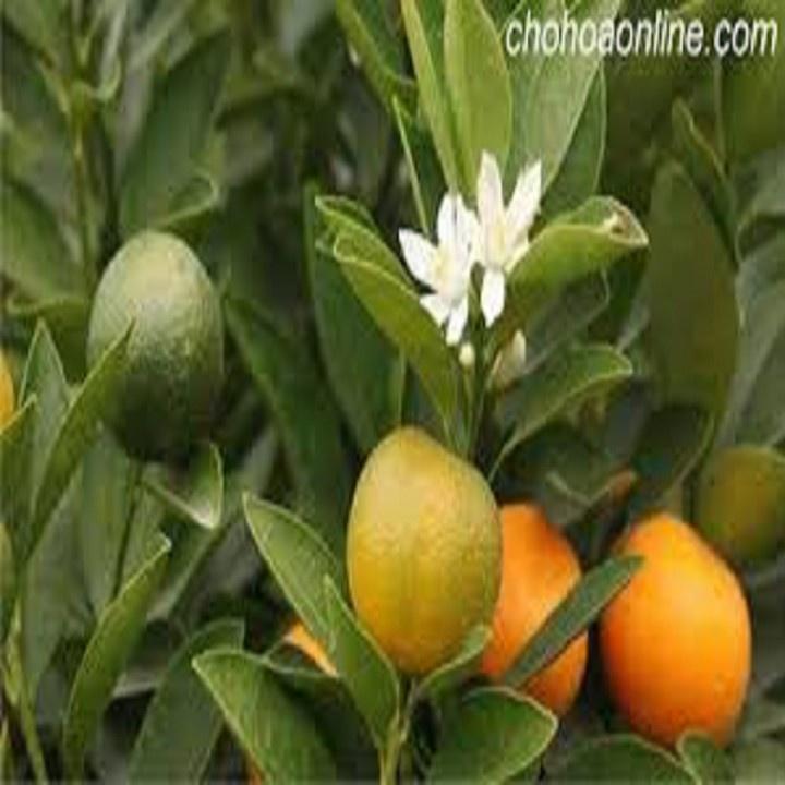 CÂY GIỐNG QUẤT CHUA THÁI QUẢ VÀNG