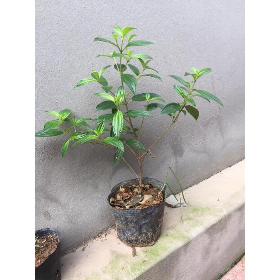 CHẬU HOA MUA TÍM THÁI LAN SIÊU ĐẸP