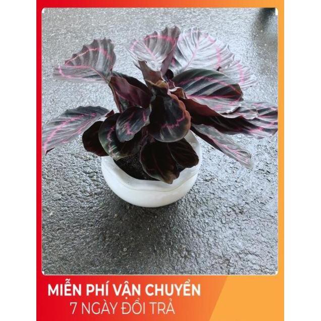 Chậu Cây Đuôi Công Tím