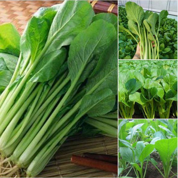Hạt giống rau Cải ngọt cọng xanh - 1 gói 20gr