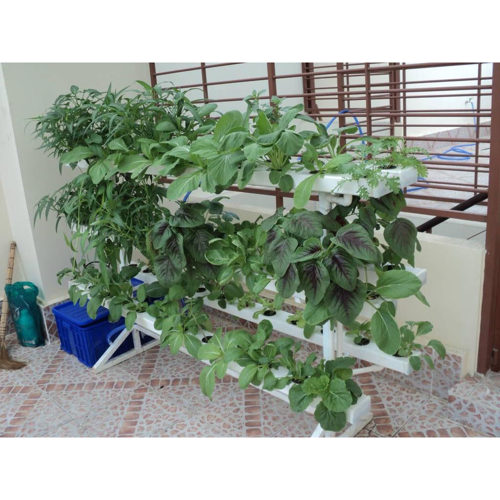 Hạt Giống Rau Dền Xanh gói 20gr, hat giong rau sach thuy canh