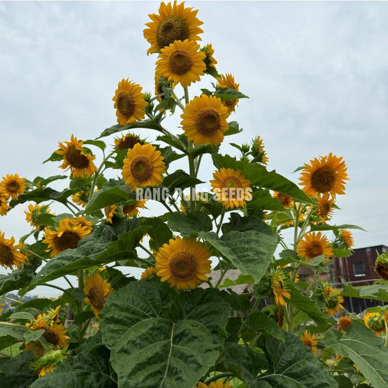 Hạt giống Hoa Hướng Dương Tháp Rd 916 (2g~80 hạt) thân cao, bông nhiều - Hạt giống Rạng Đông