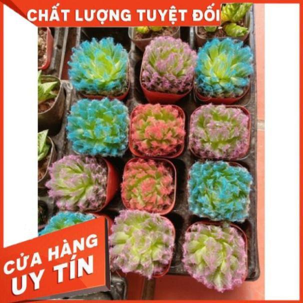 Sen đá ngọc nhiều màu