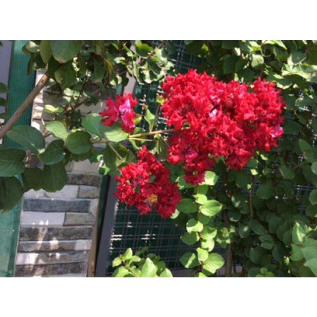 Cây hoa tường Vy màu đỏ đô