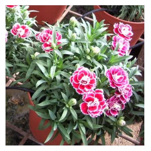 50hạt giống hoa cẩm chướng kép mix