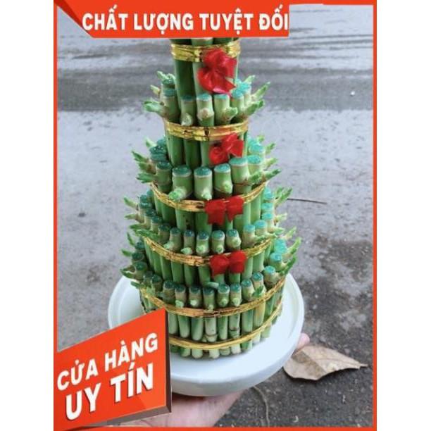 Cây Trúc Phát Tài Kèm Dĩa