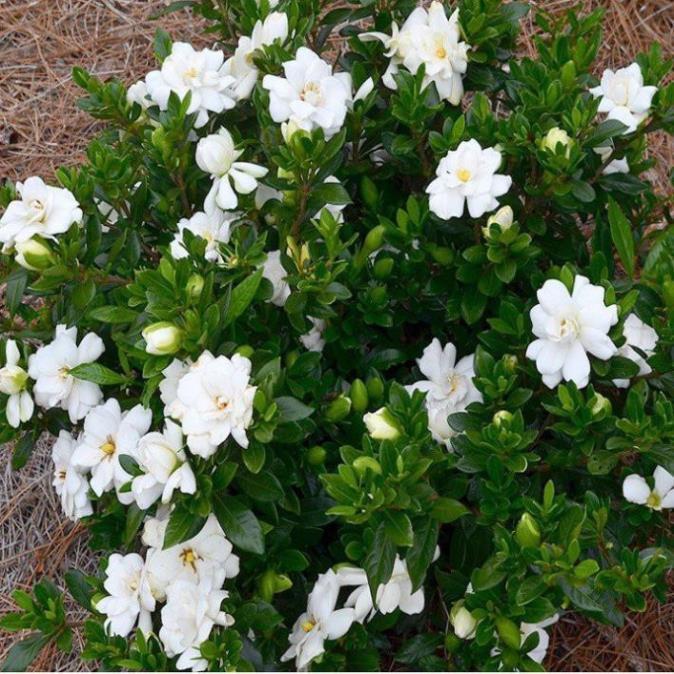 COMBO 2 BẦU CÂY GIỐNG HOA BẠCH THIÊN HƯƠNG-nguyên bầu cây giống