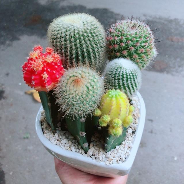 Chậu Xương Rồng Tiểu Cảnh