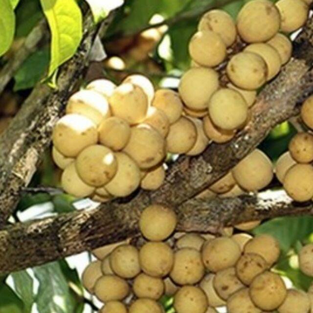 Cây bòn bon thái