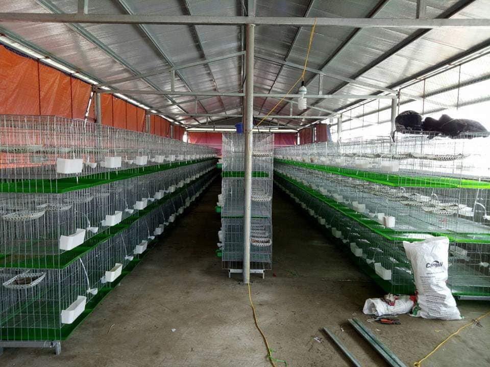 Chuồng nuôi Bồ câu sinh sản loại Đặc Biệt , bao gồm đầy đủ phụ kiện