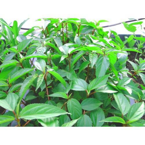 Hạt Giống Rau Đay Đỏ F1 Cao Sản+ 700g phân thỏ hữu cơ