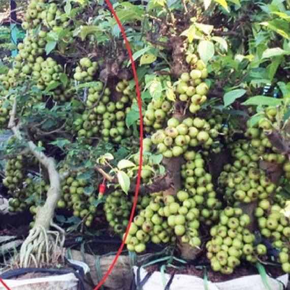 Hạt giống sung bon sai  dể trồng f1-gói 10 hạt/tặng kèm gói phân bón lót