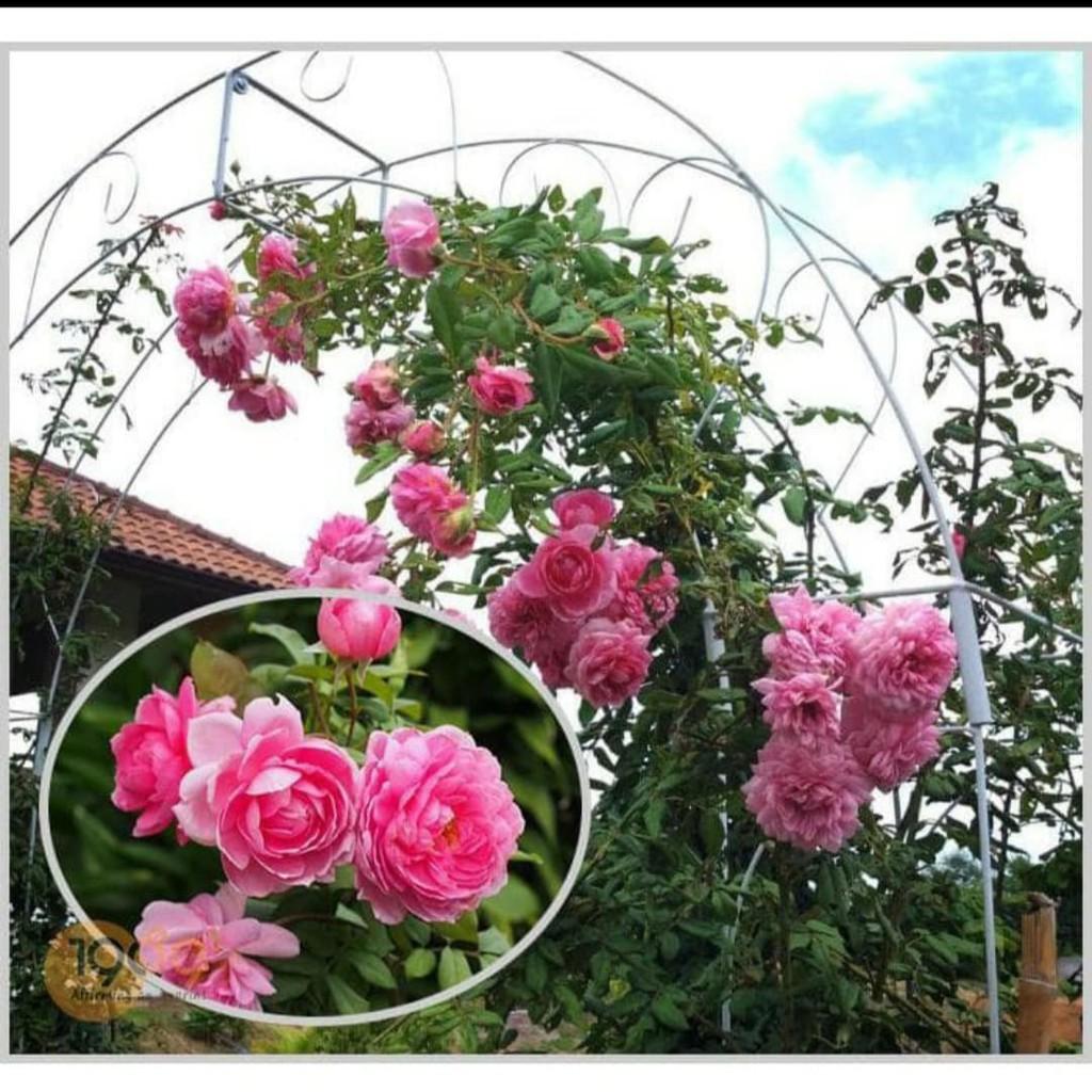 Cây Giống Hoa Hồng Leo Siêu Nụ Chuẩn F1