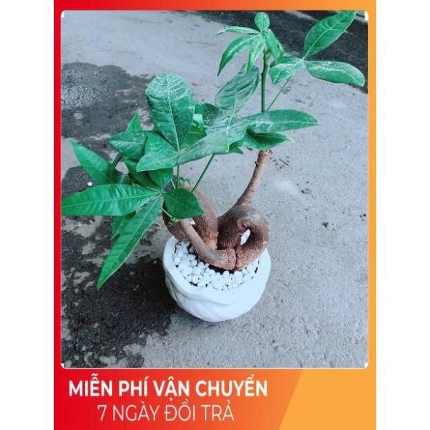 Chậu Kim Ngân Nơ