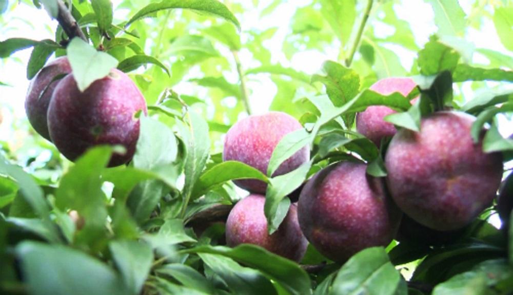 Cây giống MẬN TÍM - SIÊU QUẢ, QUẢ TO, NGON NGỌT