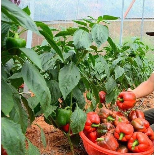 1Gr Hạt Giống Ớt Ngọt Chịu Nhiệt Lùn Dày