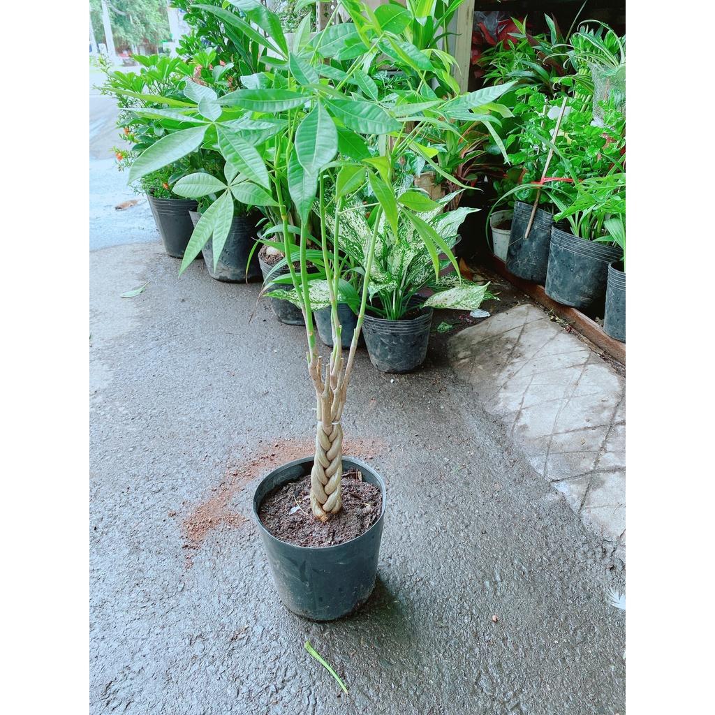 Kim Ngân Thắt Bím Cao 40cm