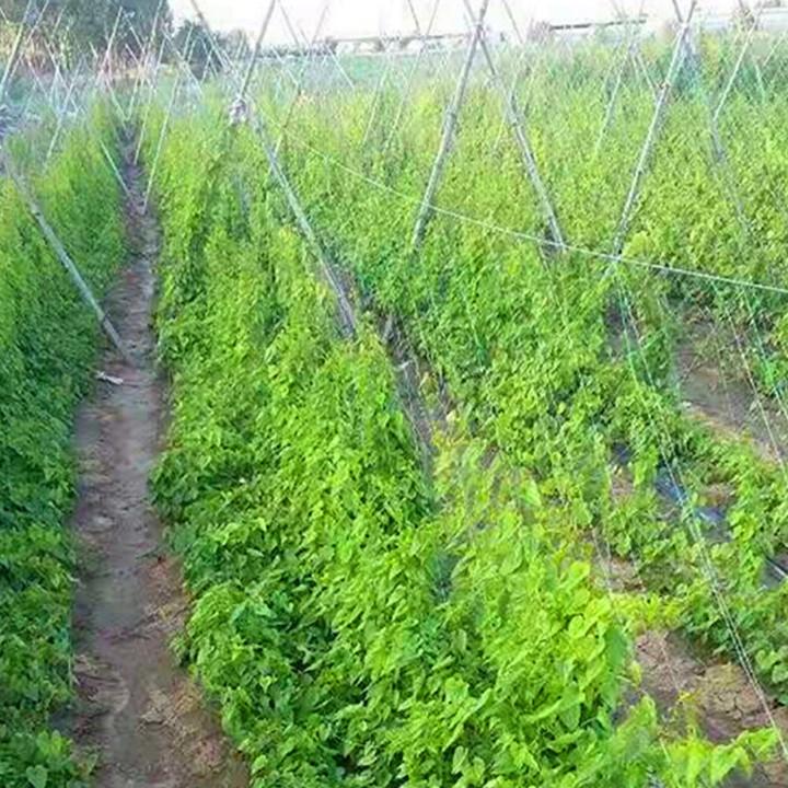 Lưới Làm Giàn Leo Cho Cây Trồng Thân Leo - Tiện ích