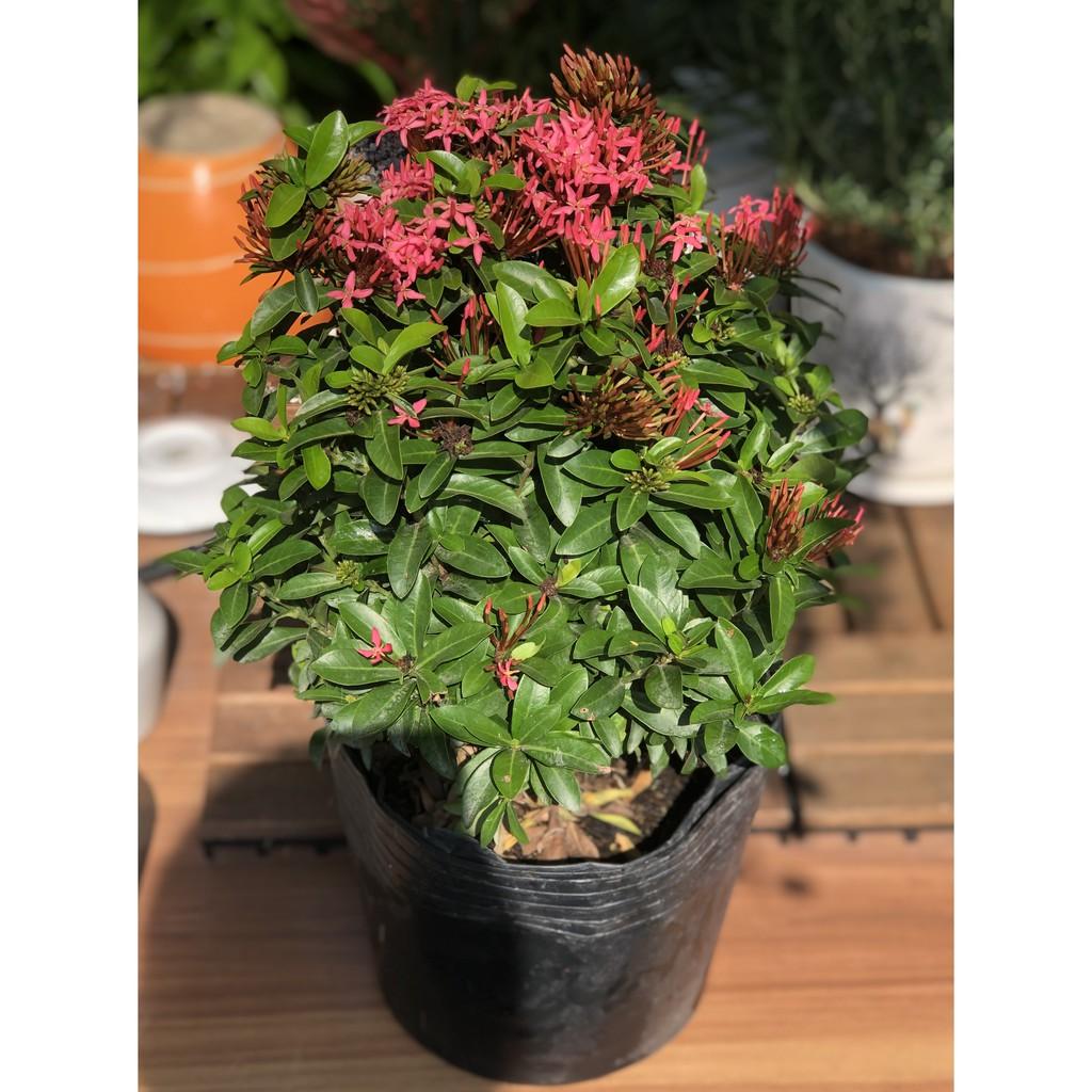 Chậu hoa trang thái đỏ