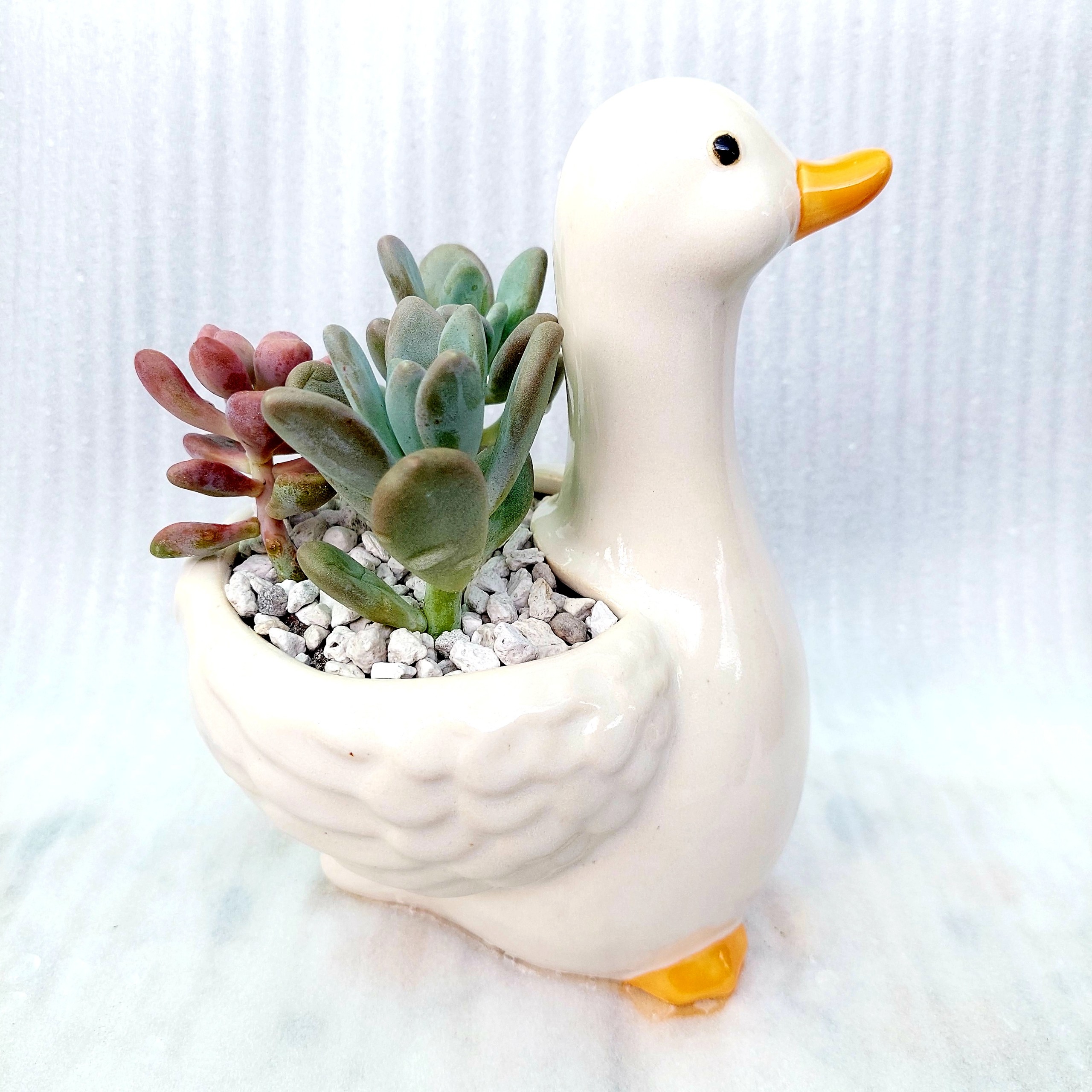 Chậu đất nung Bình Dương - Vịt thiếu nhi, miệng chậu 8cm, chiều cao 9cm tới lưng, 20cm tới đầu