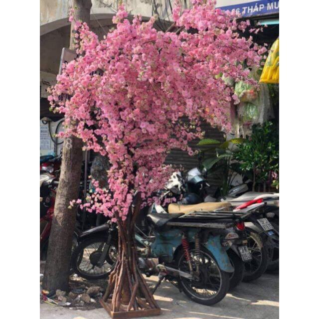 Hoa trang trícành đào-cành mai vàng