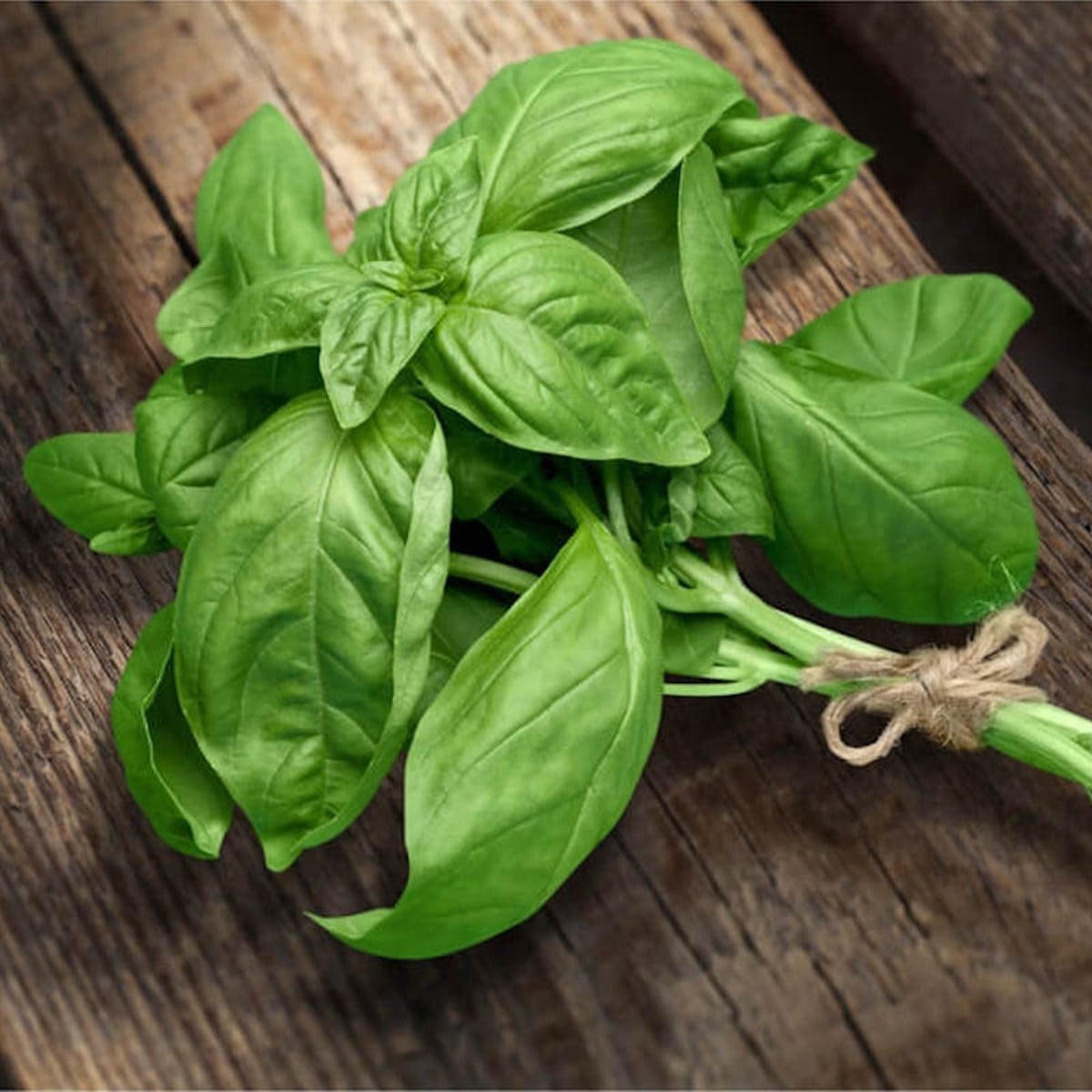 hạt giống Quế tây ITALY BASIL( húng tây)-2g
