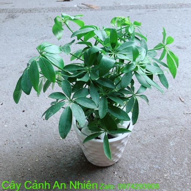 Chậu Cây Ngũ Gia Bì Đuổi Muỗi Tốt