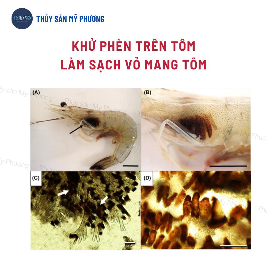 Hạ phèn hấp thụ kim loại nặng clo bổ sung khoáng giải độc đáy ao Pusenvi chống sốc thả giống sạch mang tôm thẻ cá lươn ế