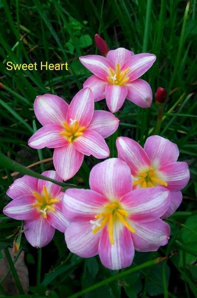 Củ huệ mưa Sweet heart