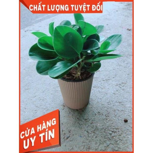 Cây Trường Sinh Kèm Chậu Tự Tưới