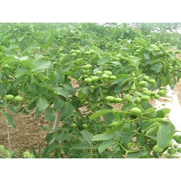 Cây giống Óc Chó Ghép