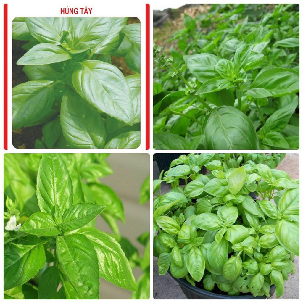 Hạt Giống Rau Húng Tây (Quế Tây) Basil Italy