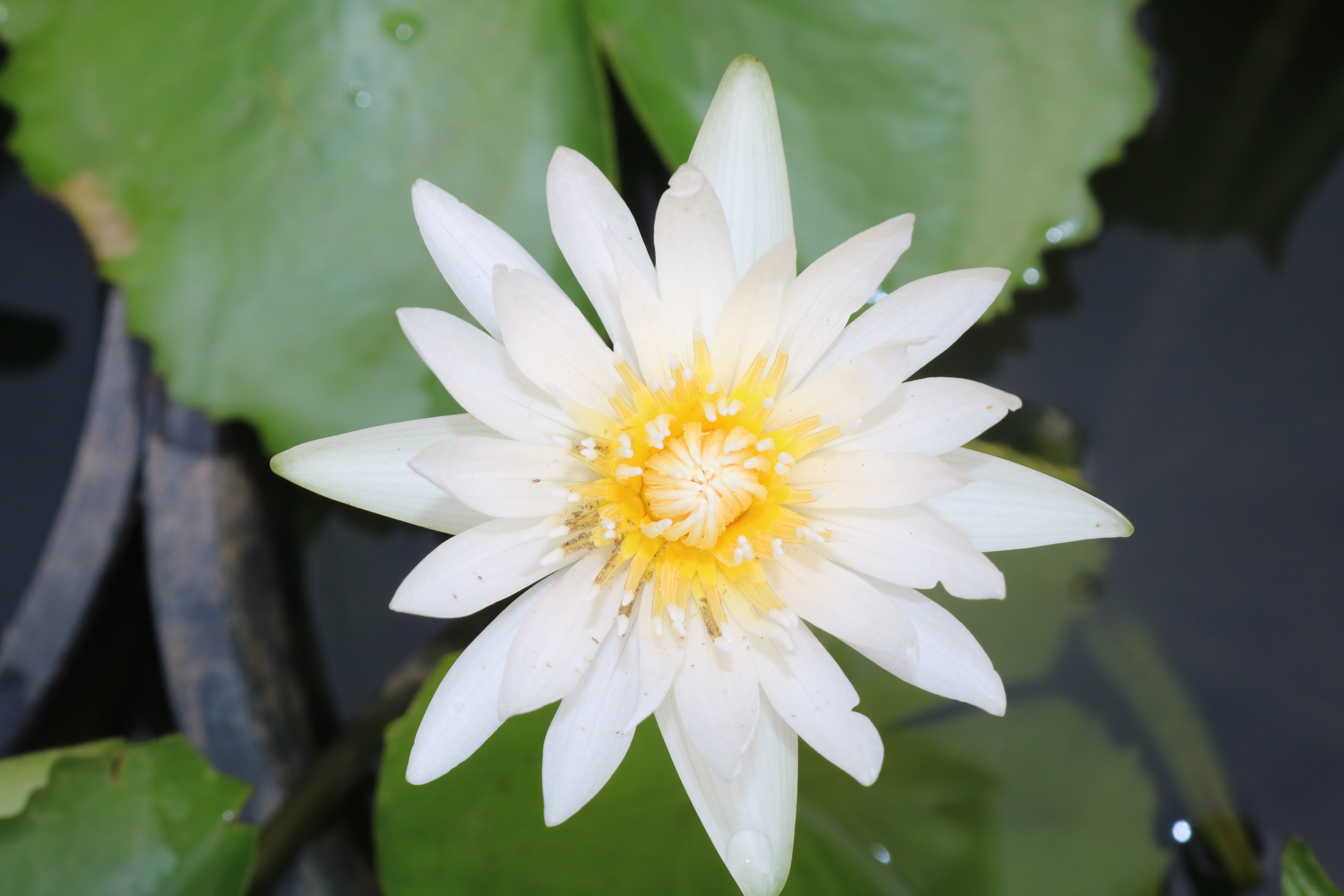 Chậu hoa water lily hoa màu trắng