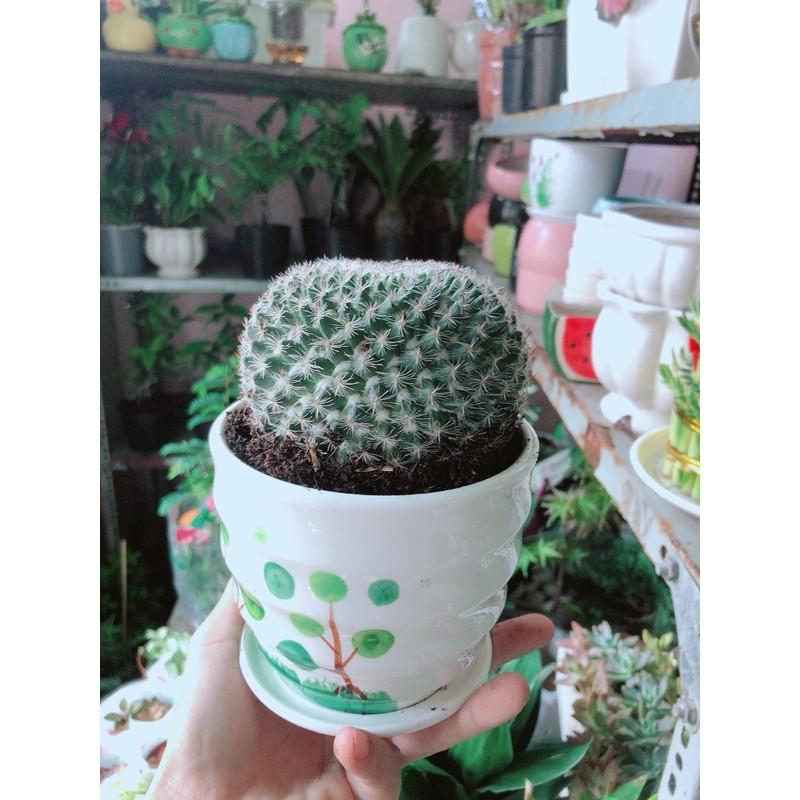 Cây Xương Rồng Kèm Chậu