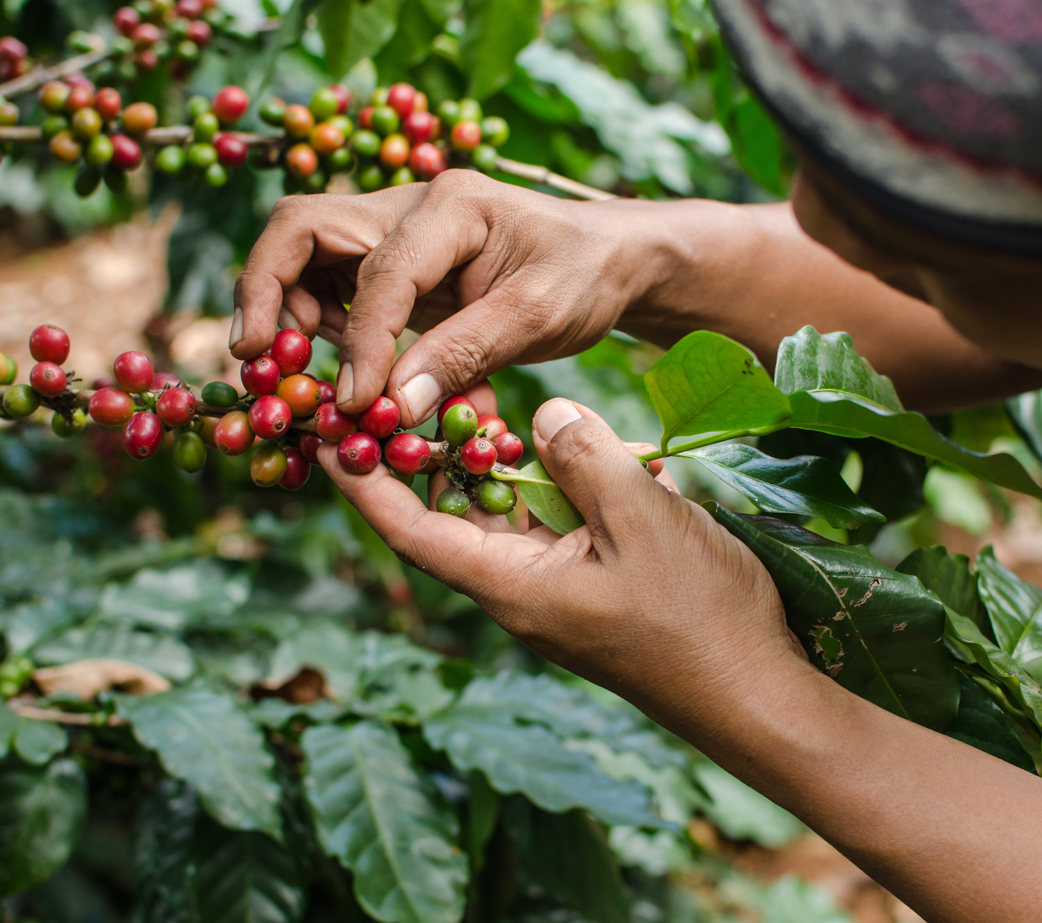 Cà phê Rang Xay Arabica Cầu Đất 500g  - The Kaffeine Coffee