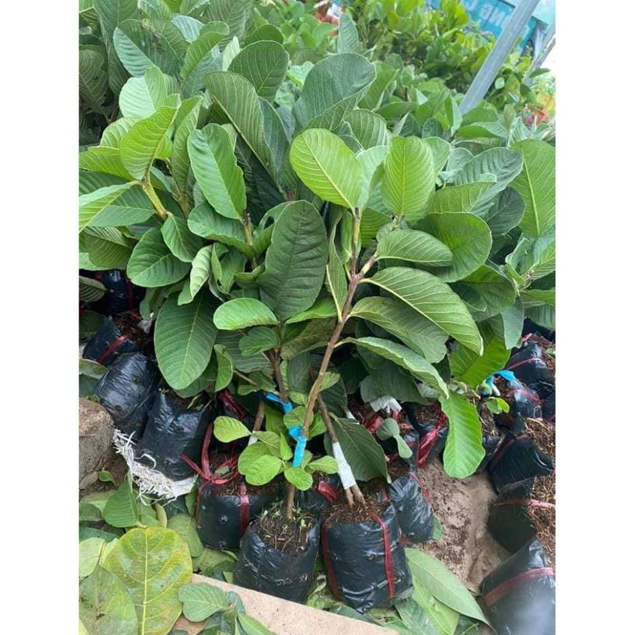 Ổi Ruby ruột đỏ - ổi dưa hấu không hạt ra quả siêu sớm