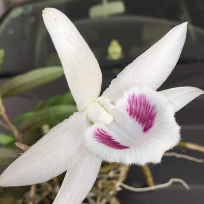 Hoa lan phi điệp - 5ct tiên sa