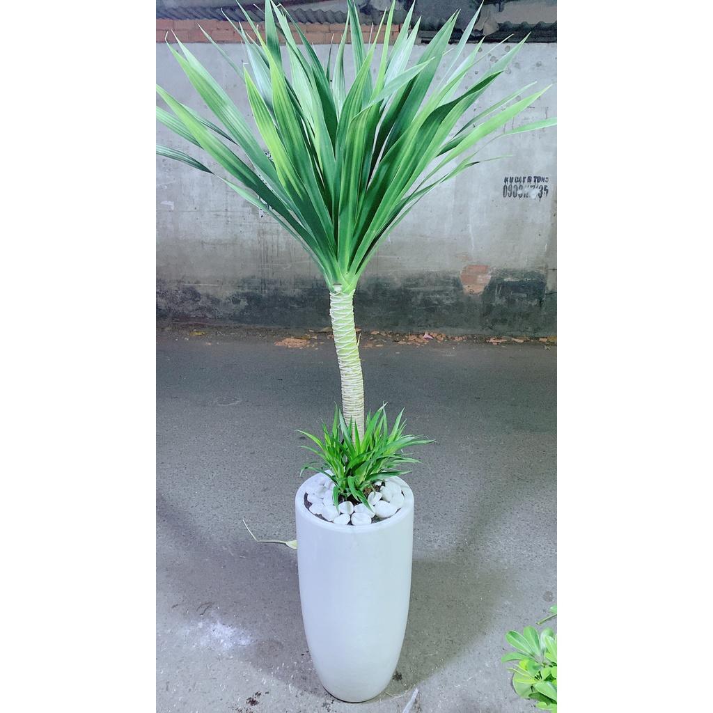 Chậu Cây Phát Tài Núi