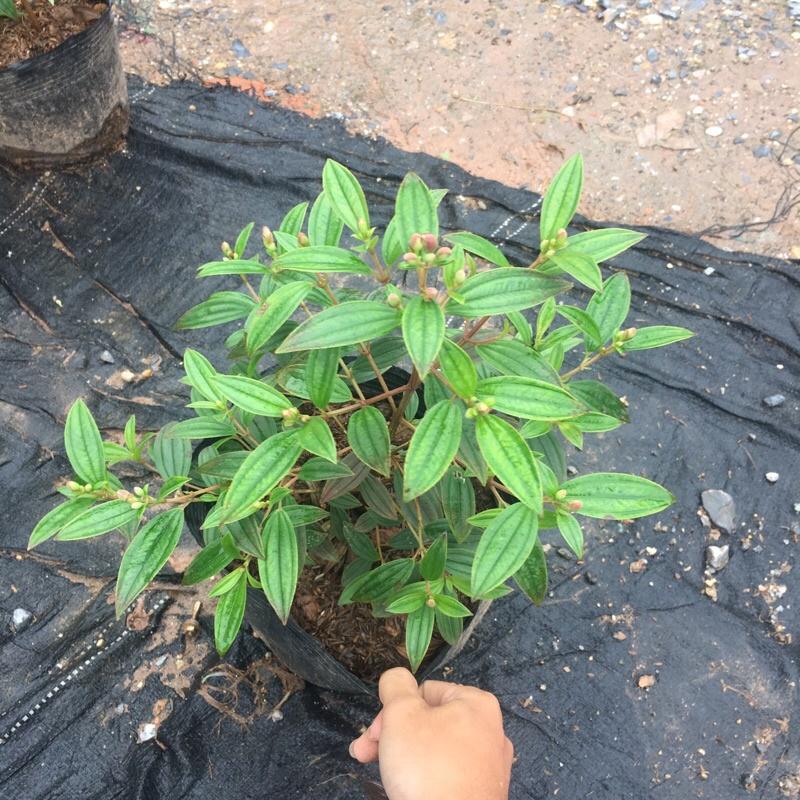 Cây sim tím trồng bịch đen đã có nụ và đang ra hoa