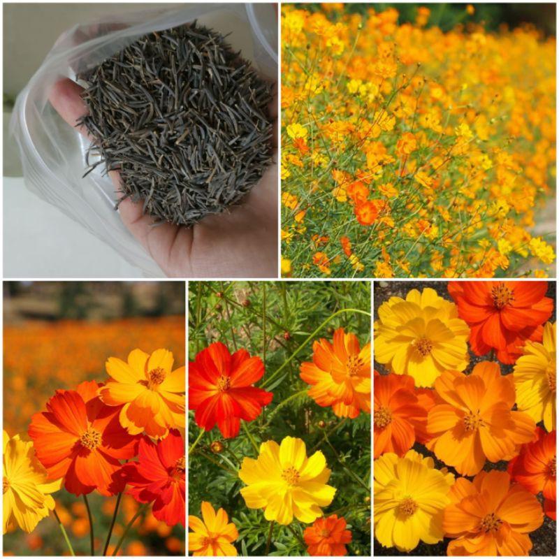 Hạt Giống Hoa Cúc Sao Nháy Vàng Cam -