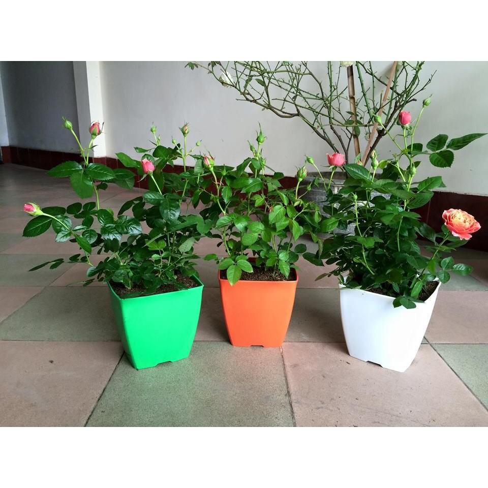 Bộ 5 chậu nhựa vuông V20 trồng cây nhiều màu - HT 20x20 cm