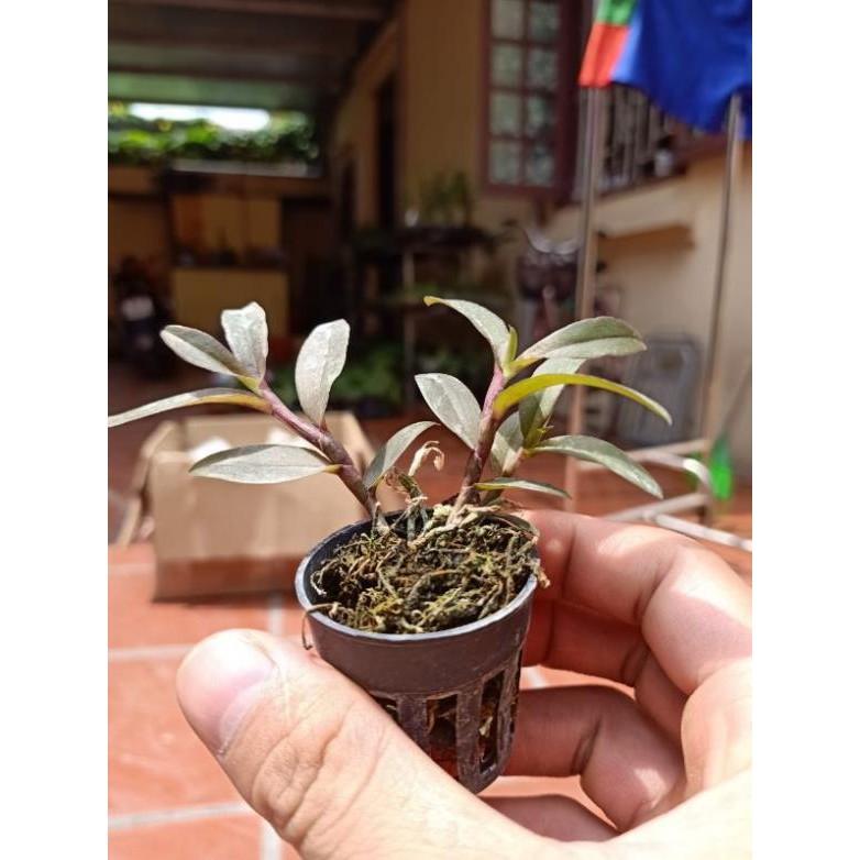 Combo 2 côc dã hạc thác bà