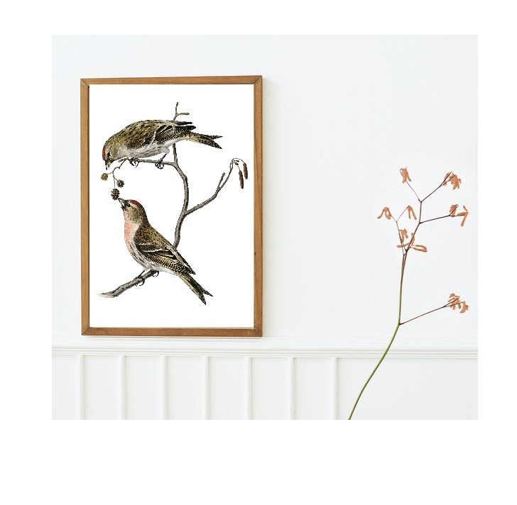 Tranh canvas treo tường Chim phong cách vintage cổ điển -common linnet bird,Tranh Canvas PVP-DC161, Có khung.