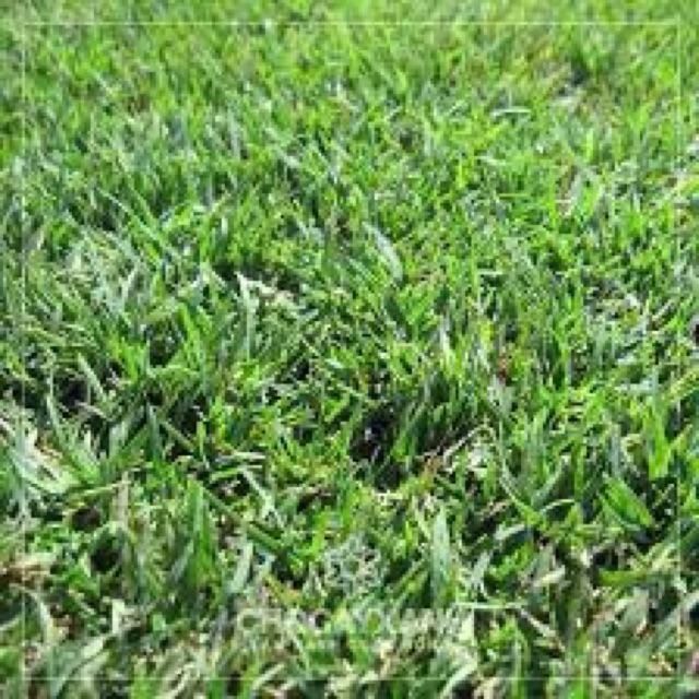 Hạt Giống Thảm Cỏ Bermuda gói 1kg - Cỏ Sân Vườn - Cỏ Thảm - Cỏ Trồng Cảnh Quan