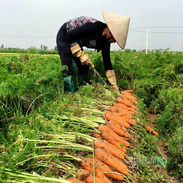 Hạt Giống Cà Rốt F1 - Nảy mầm cao Titapha