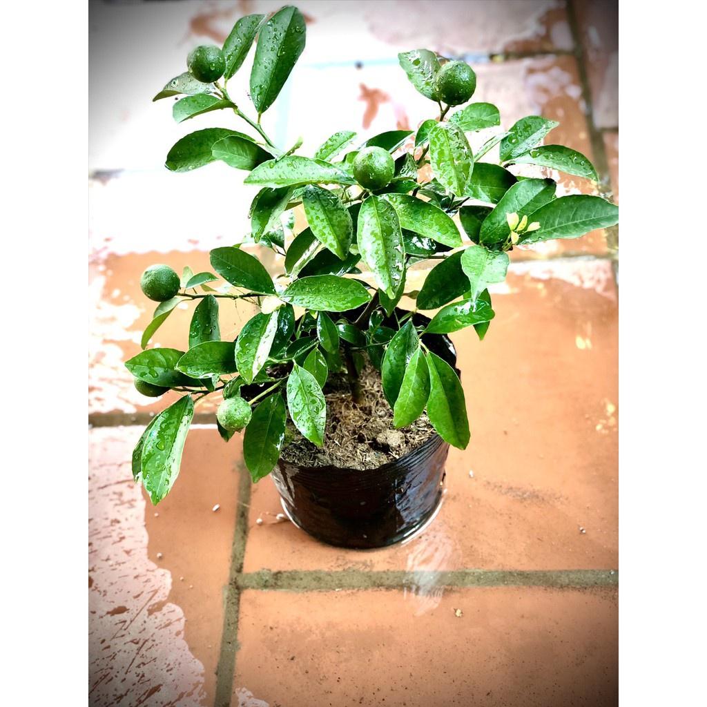 Cây chanh tứ quý đang quả cao 40cm -Không giao dc 19 tỉnh Miền Nam
