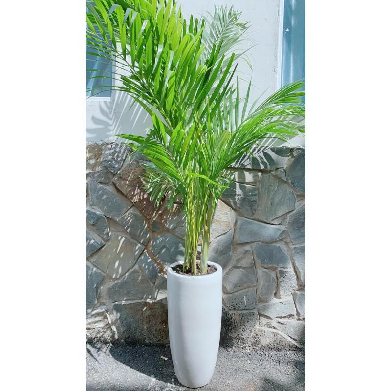 Chậu Cây Cau Kiểng