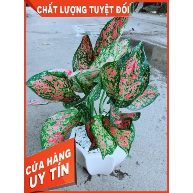 Chậu Vạn Lộc